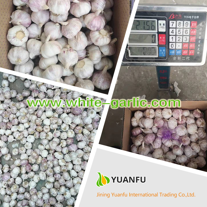 garlic suppliers garlic suppliers